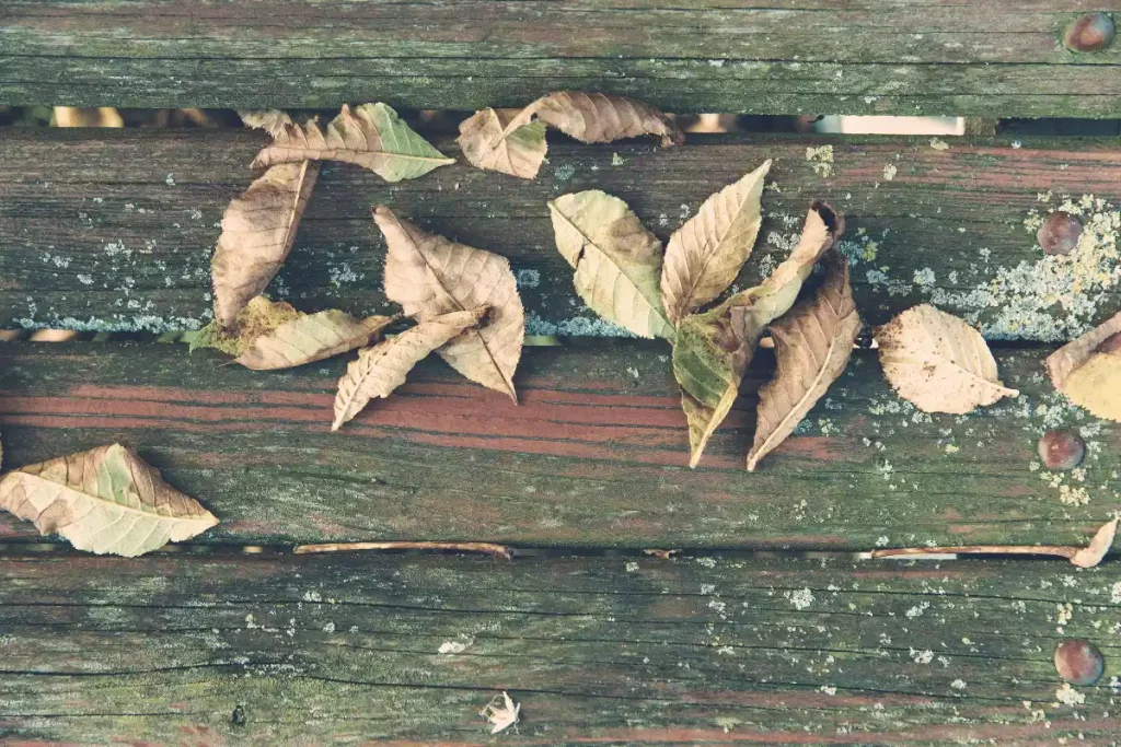mousse et dépôt vert sur dalle terrasse béton en Charente après hiver humide