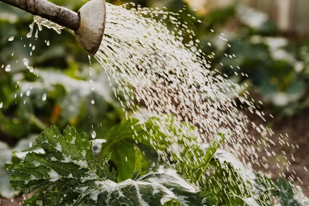 une personne arrose ses plantes en faisant l'erreur d'arroser sur les feuilles, Jardinessences explique pourquoi il ne faut pas